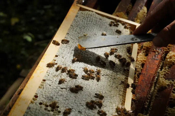 Le miel est stocké dans des alvéoles fermées hermétiquement par de la cire.