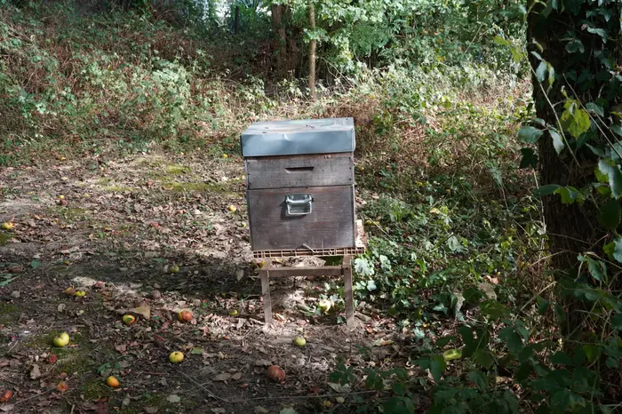 Le miel récolté provient des cadres situés dans la hausse (partie haute) de la ruche à laquelle la reine ne peut pas accéder. Une hausse contient