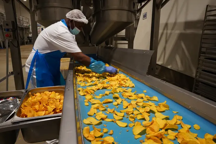 Après cuisson, les chips trop ou pas assez cuites sont triées manuellement. Un nuancier de couleurs aide les opérateurs à s'y retrouver.