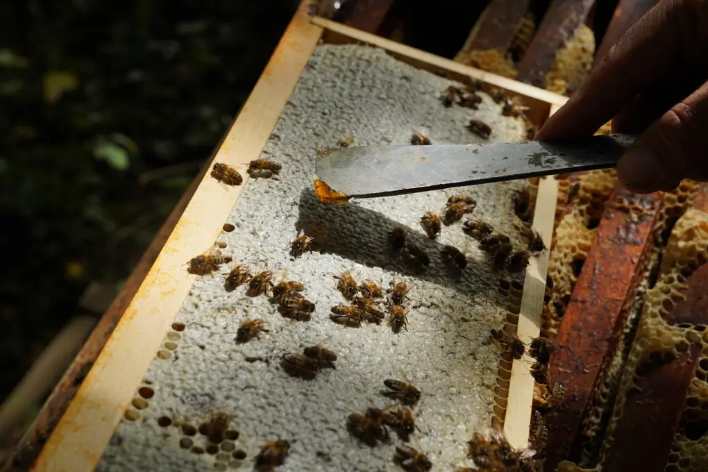 Le miel est stocké dans des alvéoles fermées hermétiquement par de la cire.