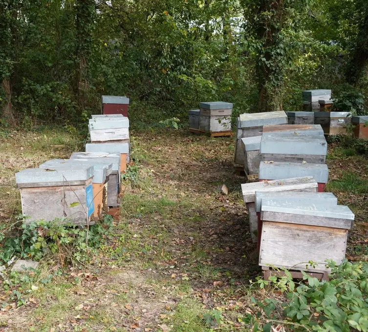 Le Gaec Miels du pays de Châteaubriant (44) possède près de 400 ruches réparties sur une trentaine d'emplacement. Pour favoriser le cycle naturel 