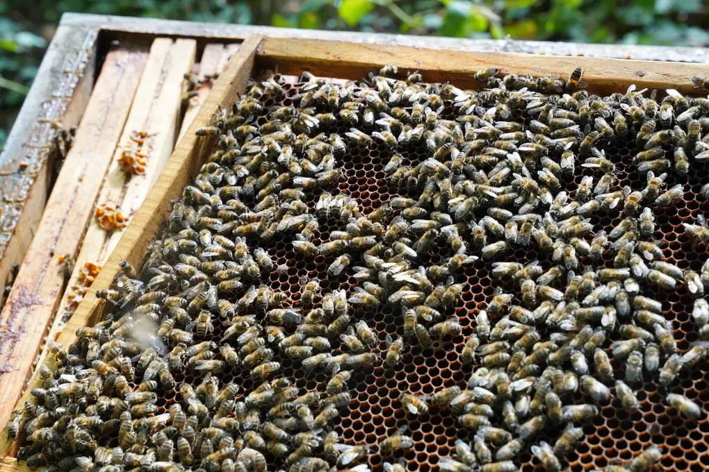 Une ruche accueille une colonie de 50 000 abeilles (jusqu'à 70 000 en mai-juin) et est composée de dix cadres servant à stocker le miel.